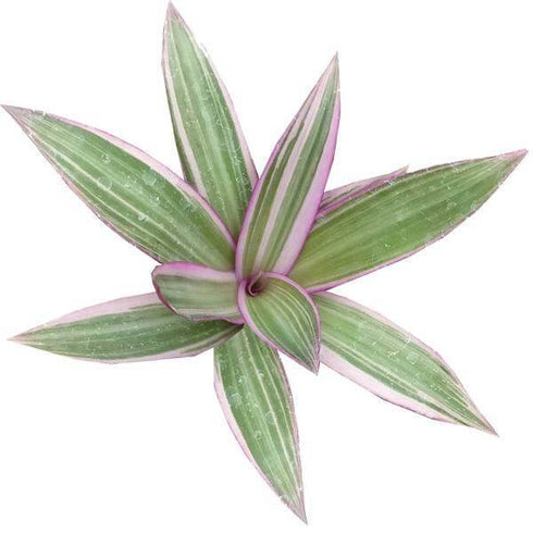 Rhoeo Plant, Rhoeo discolor Compacta - Plant